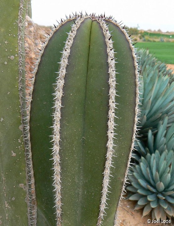 Lophocereus marginatus ©JL